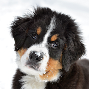 by Heidi Emanouel  - Animals - Dogs Puppies