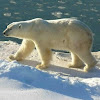 Polar Bear Wallpaper by Right Brain Mobile