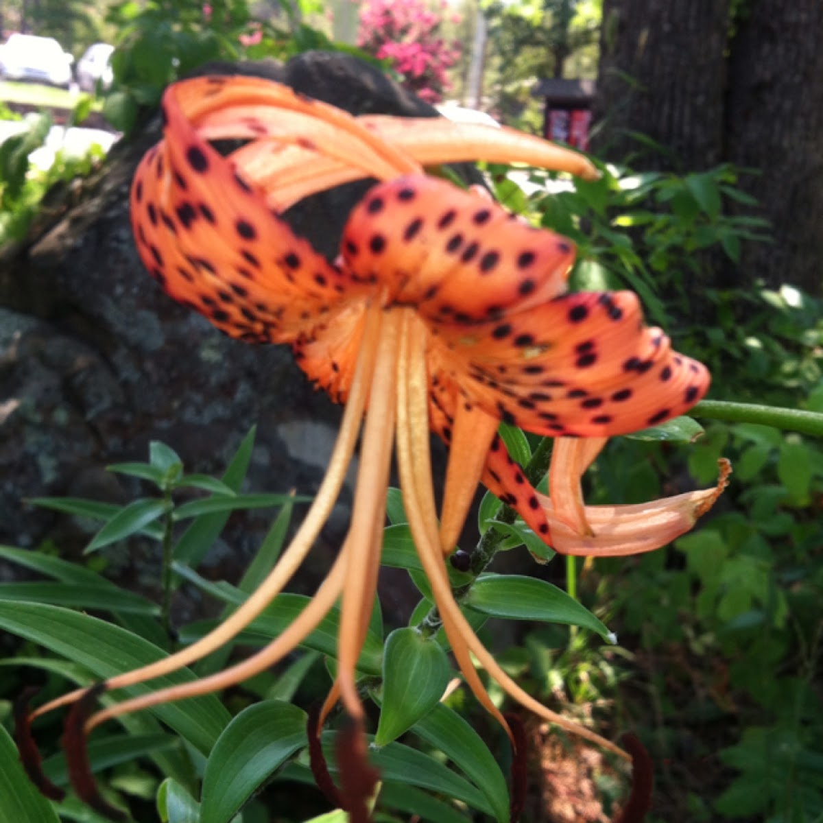 Tiger Lilly