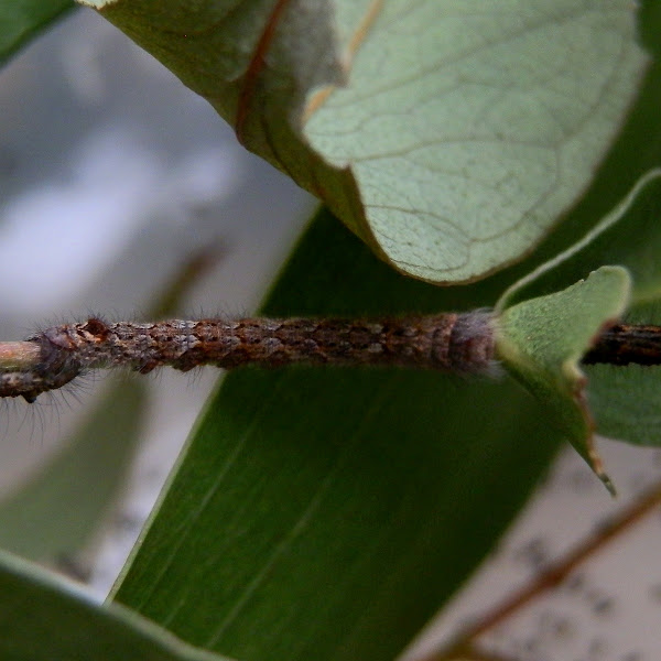 Gum Snout Moth Caterpillar Project Noah