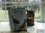 funny-pictures-cat-bird-book1
