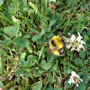 White tailed bumblebee