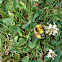 White tailed bumblebee