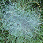 Funnel Web Spider web