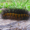 Acrea Moth Caterpillar