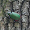 Fiery Searcher Beetle