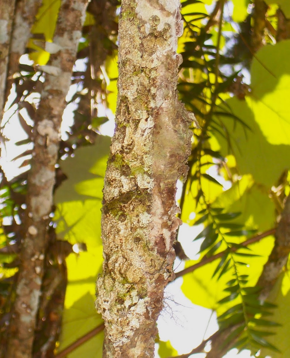 Leaf-tailed Gecko