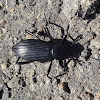 Darkling beetle