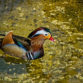 Mandarin Duck III by Paulo Peres - Animals Birds