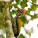 Common Goldenback Woodpecker