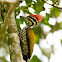 Common Goldenback Woodpecker
