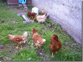 Ireland Summer 2008 023