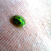 Green Mottled Tortoise Beetle