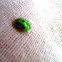 Green Mottled Tortoise Beetle