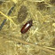 Prionus beetle