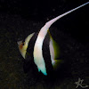 Pennantfish