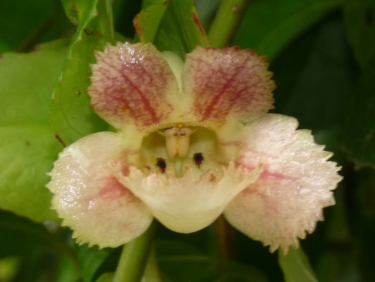 Drymonia flower
