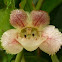 Drymonia flower