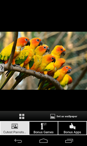 【免費個人化App】Cutest Parrots Wallpapers HD-APP點子