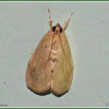 Cabbage Cluster Moth