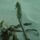 Slender seahorse
