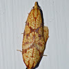 Sparganothis fruitworm moths (mating)
