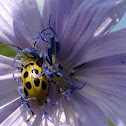 Cucumber Beetle and Chicory