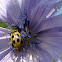 Cucumber Beetle and Chicory