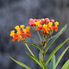 Mexican butterflyweed