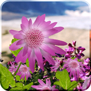 Flowers Live Wallpaper logo