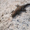 Namib Day Gecko