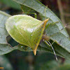 Percevejo verde ( Green stink bug)