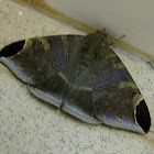 Pindara moth