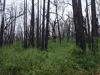 P7120019.jpg