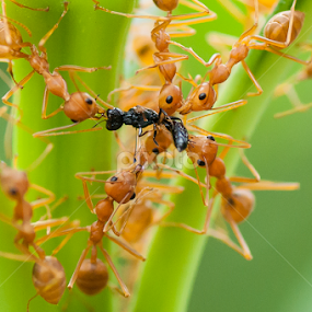 Team work  by Sandip De - Animals Insects & Spiders
