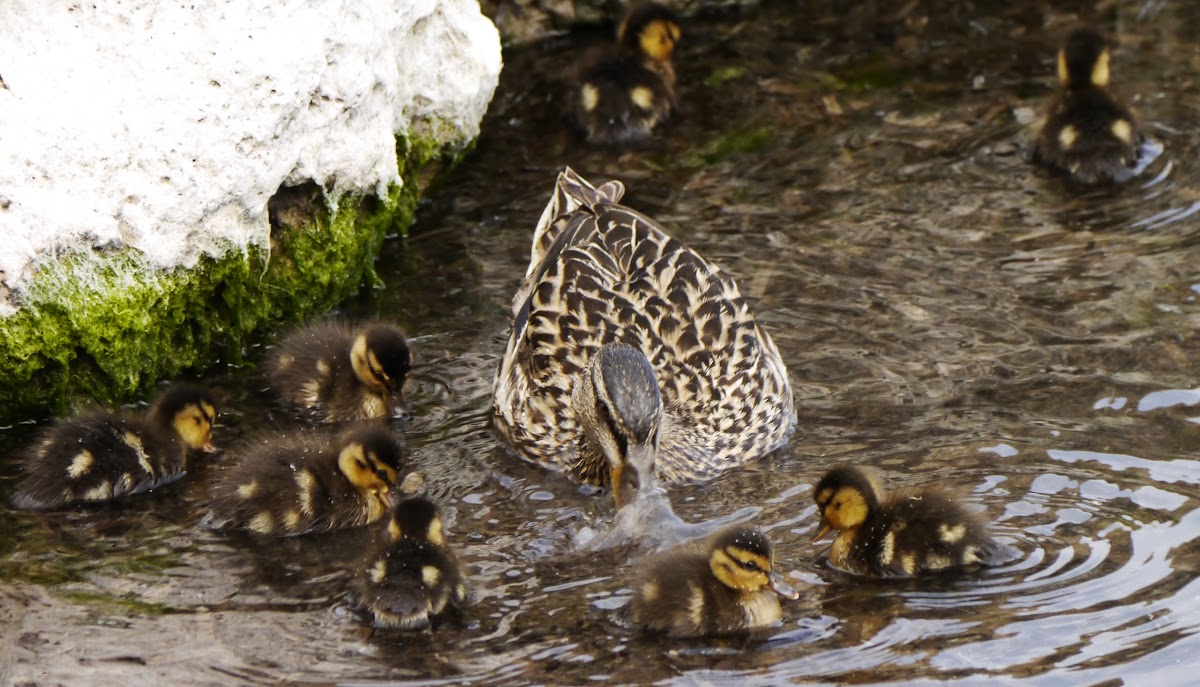 ducklings (mallard) with Mum