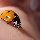 Ladybird