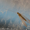 Brown Lacewing