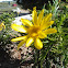 Yellowbush daisy