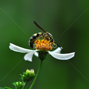 by Syarief Wiranegara - Animals Insects & Spiders