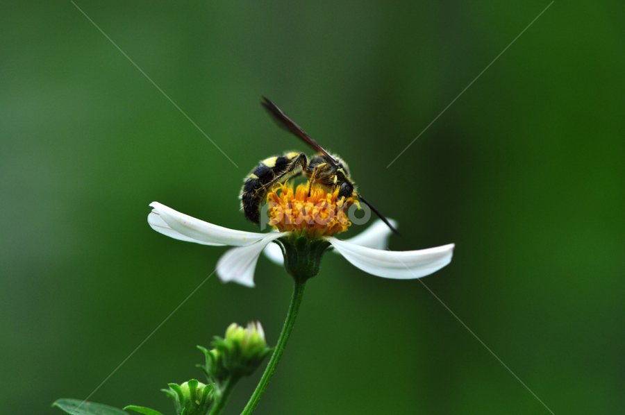 by Syarief Wiranegara - Animals Insects & Spiders
