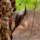 Brown creeper