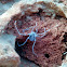 Harvestman corpse covered in fungi