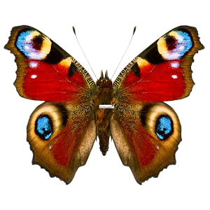 Butterflies PRO Live wallpaper