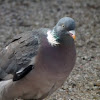 Wood Pigeon