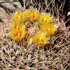 barrel cactus bloom