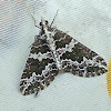 Geometridae Moth