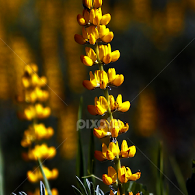In my garden... 1 by Breno Teixeira - Flowers Flowers in the Wild