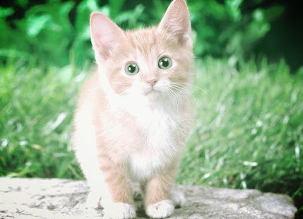 Cat Live Wallpaper Screenshots 11