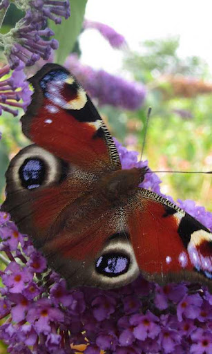 Colorful Butterlies